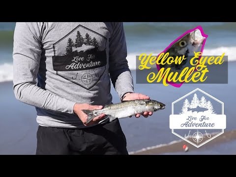 What are the best rock fishing spots in Palinuro?