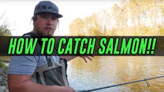 How can I catch a salmon?