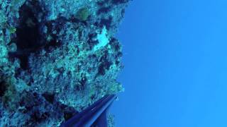 Where is the best place to fish leccia in Apulia, southern Italy?