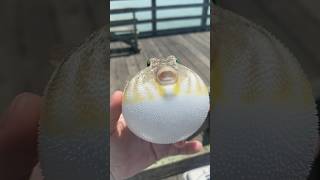 puffer fish fishing