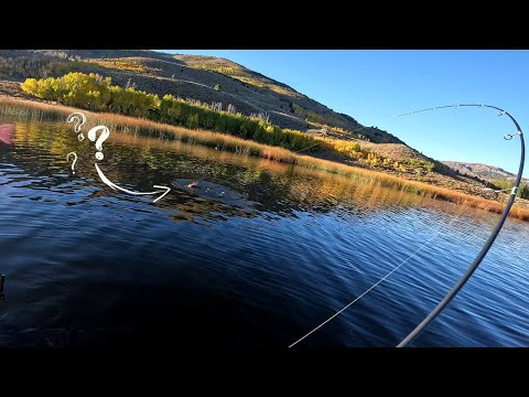 How do I catch trout in the Sierra Nevada?
