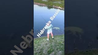 What is the gill-net survey date in Nebraska for the most 14–17 inch bass?