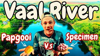 Help me catch carp at the Vaal Marina?