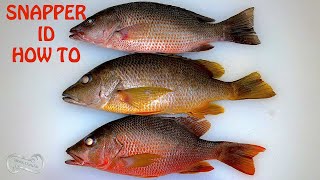 Question is snapper