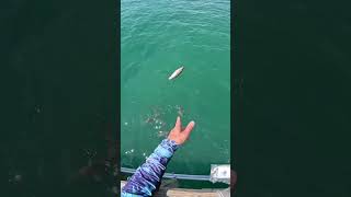 Question is Springmaid Pier