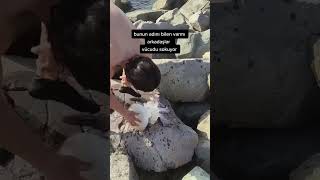 Which species can be caught in Sicily in October?