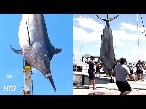 What’s the biggest fish ever caught that’s not a shark?