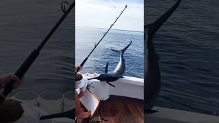 What is the best fish in the world?