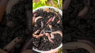 walleye fishing on buffalo lake mn tonight