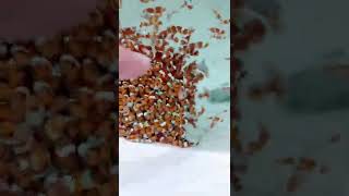 Want fish for fresh water in Singapore to catch and bring home aquarium