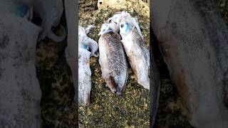 What about squid fishing