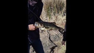 What are the best lures to use for largemouth bass at Boronda Lake in Palo Alto, CA?