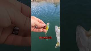 What color whopper plopper for stevens creek bass in december