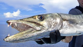 What fishing lures to use for fishing barracuda