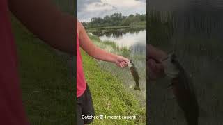 What is the best bait for grass carp?