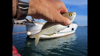 Question is What is the best shore jigging spot in san Vito lo capo?