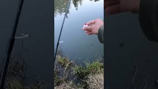 What is the best stuff to use for rainbow trout in Herman little pond in spring Texas