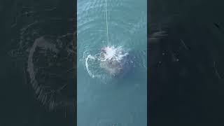 What is the biggest fish ever caught