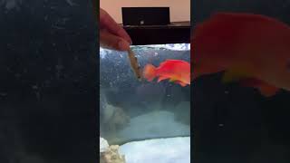 Question is what is the most aggressive fish in Quebec