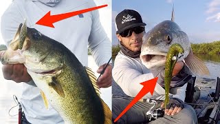 Inshore Lures Saltwater Inshore answer preview