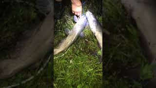 Question is what was the biggest catfish ever caught