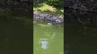 Where are the best spots to fish for bass on Tims Ford Lake?