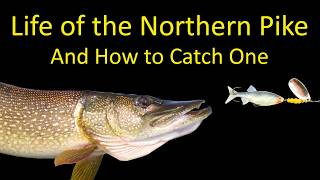 Where do I find northern pike in the fall?