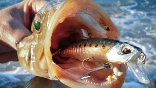 Where in Corsica is best for shore jigging