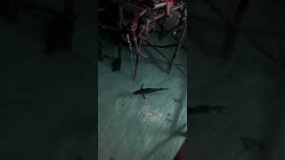 Where in HK can I fish for tuna?