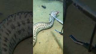 where to fish in northen beaches