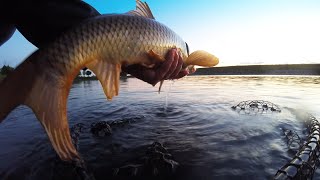 Why am I not catching any carp at Mawson Lakes?