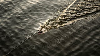 How can I catch bass at this time of year in Morgan Hill, California?